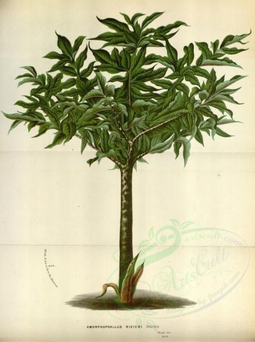 plants-18781 - amorphophallus rivieri [3720x4992]