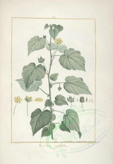 plants-18888 - sida crassifolia [2154x3120]