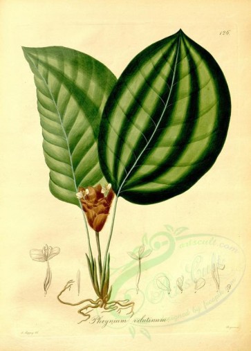 plants-19155 - phrynium velutinum [4114x5743]