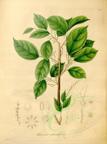 plants-19350 - alchornea glandulosa [4330x5819]