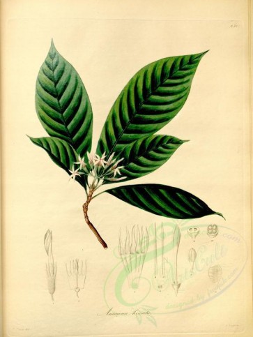 plants-19352 - amaioua hirsuta [4379x5819]