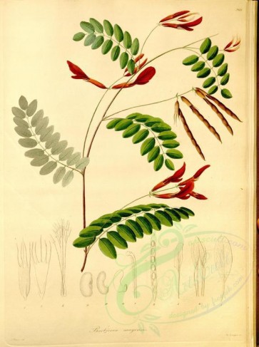 plants-19357 - barbieria mayensis [4337x5807]