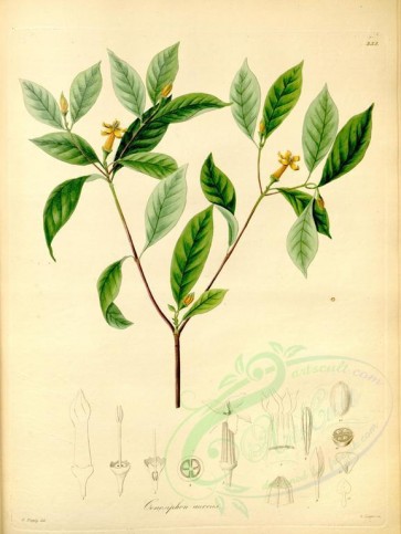 plants-19367 - conosiphon aureus [4379x5819]
