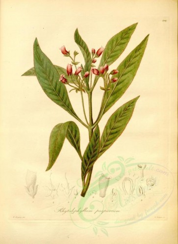 plants-19419 - rhytidophyllum purpureum [4288x5875]