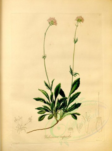 plants-19444 - valeriana rupicola [4330x5840]