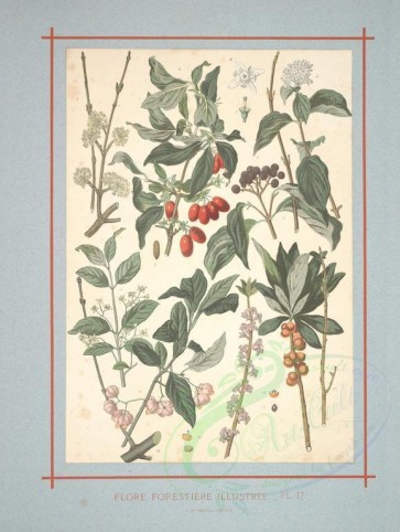 plants-19631 - cornus sanguinea, evonymus europaeus, daphne mezereum [2424x3218]