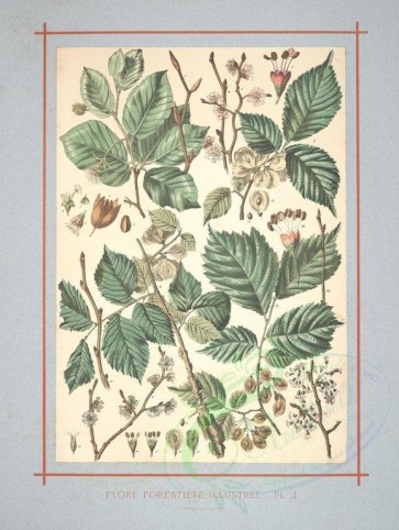 plants-19633 - fagus sylvatica, ulmus campestris, ulmus diffusa, ulmus pedonculata [2424x3218]