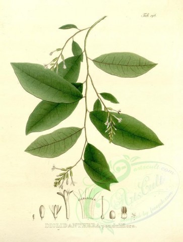 plants-19888 - diclidanthera penduliflora [3964x5224]