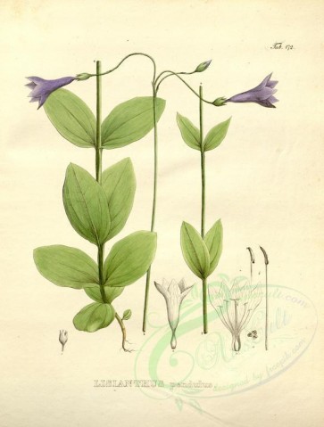 plants-19926 - lisianthus pendulus [3964x5224]