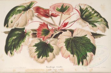 plants-20019 - saxifraga tricolor [5845x3860]