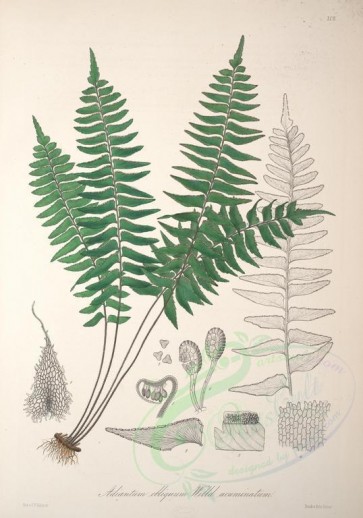 plants-20957 - adiantum obliquum acuminatum [4106x5854]