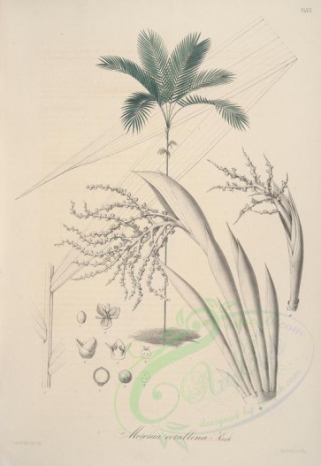 plants-21283 - morenia corallina [4384x6358]