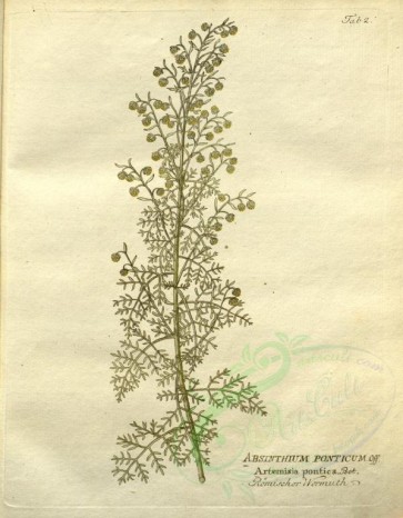 plants-21434 - artemisia pontica [2705x3471]