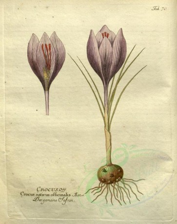 plants-21458 - crocus sativus officinalis [2665x3358]