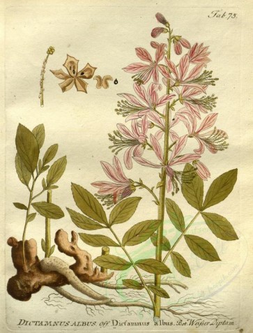 plants-21463 - dictamnus albus [2584x3394]