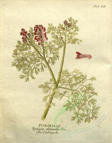 plants-21468 - fumaria officinalis [2666x3381]