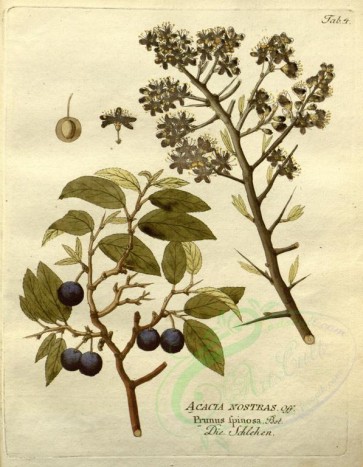 plants-21498 - prunus spinosa [2680x3446]