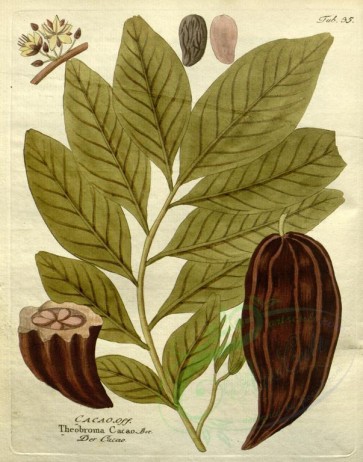 plants-21509 - theobroma cacao [2591x3296]