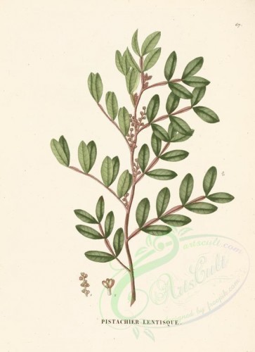 plants-21572 - Pistacia lentiscus [3598x4948]