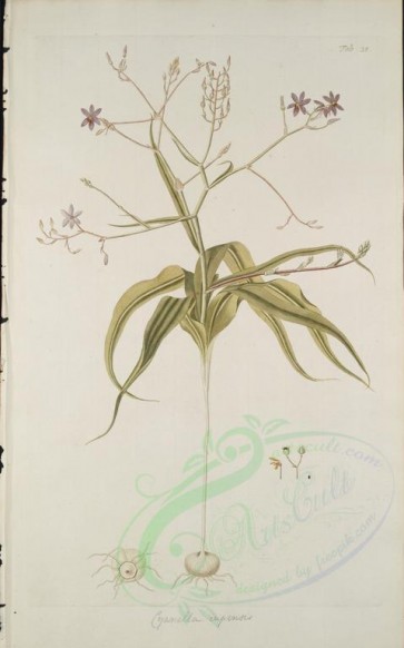 plants-21744 - cyanella capensis [3168x5074]