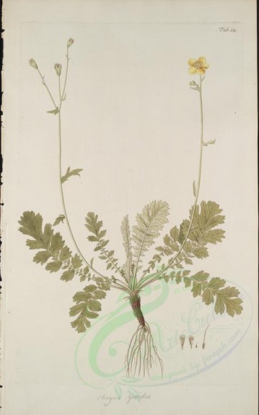 plants-21751 - dryas geoides [3168x5074]