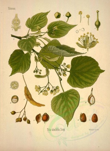 plants-21875 - tilia ulmifolia [2969x4043]