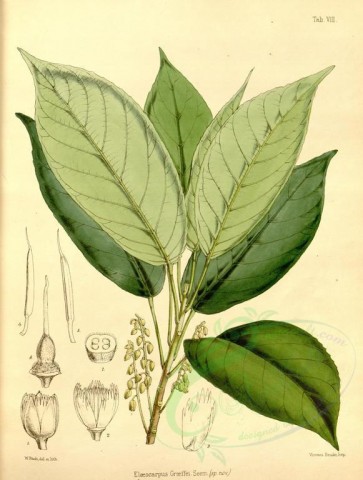 plants-22196 - elaeocarpus graeffei [2572x3395]