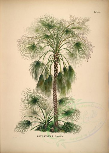 plants-22826 - livistona humilis, 2 [5188x7226]