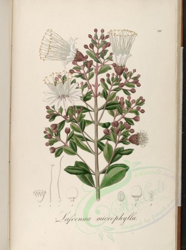 plants-23182 - lafoensia microphylla [3855x5190]