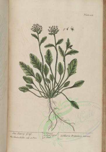 plants-23620 - Sea Scurvy-Grass, cochlearia britannica marina [3512x5051]