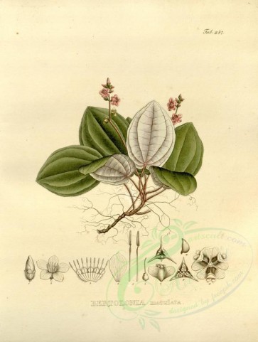 plants-23695 - bertolonia maculata [3978x5270]