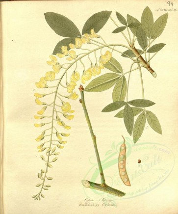 plants-23998 - cytisus alpius [3718x4465]