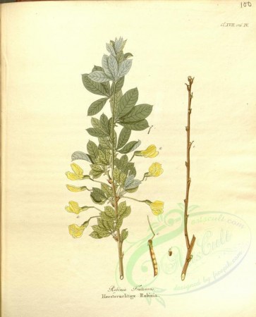 plants-24055 - robinia frutescens [3709x4590]