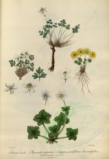 plants-25084 - anemone discolor, ranunculus polypetalus, isopyrum grandiflorum, isopyrum microphyllum [3737x5454]