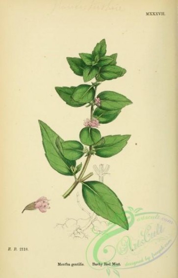plants-25388 - Bushy Red Mint, mentha gentilis [1801x2805]
