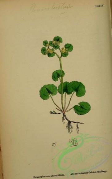 plants-25634 - Alternate-leaved Golden-Saxifrage, chrysosplenium alternifolium [2324x3693]