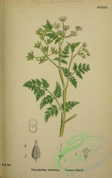 plants-25649 - Common Chervil, chaerophyllum anthriscus [2324x3693]