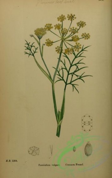 plants-25657 - Common Fennel, foeniculum vulgare [2324x3693]