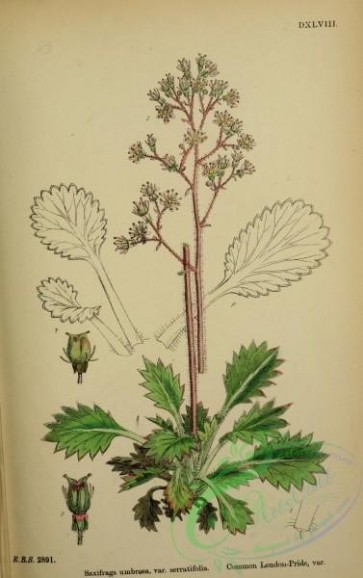 plants-25666 - Common London-Pride, saxifraga umbrosa serratifolia [2324x3693]