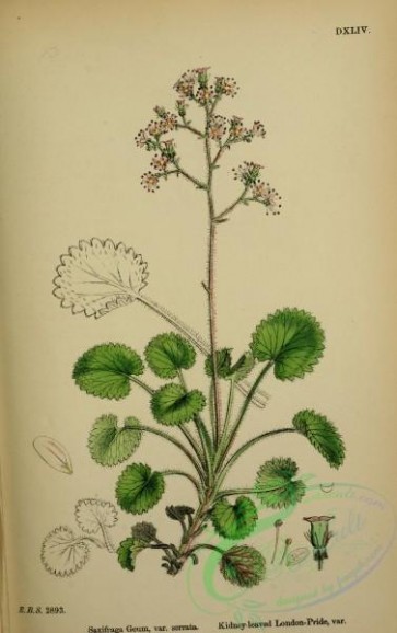 plants-25724 - Kidney-leaved London-Pride, saxifraga geum serrata [2324x3693]