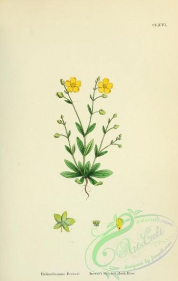 plants-26104 - Brewer's Spotted Rock-Rose, helianthemum breweri [1791x2816]