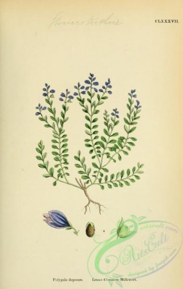 plants-26120 - Common Milkwort, polygala eu-vulgaris oxyptera, 2 [1791x2816]