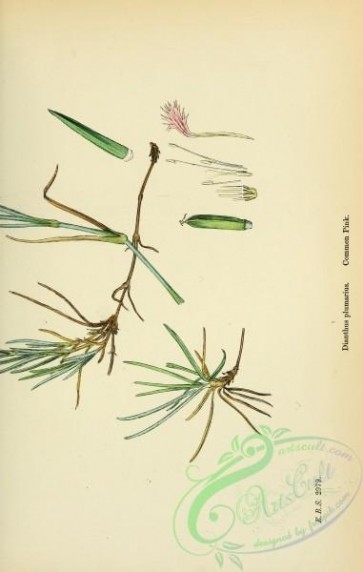 plants-26123 - Common Pink, dianthus plumarius, 2 [1791x2816]