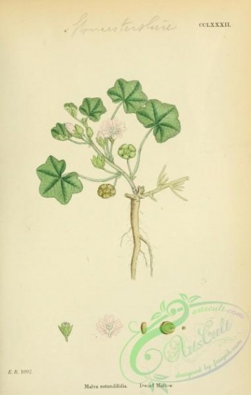 plants-26137 - Dwarf Mallow, malva rotundifolia [1791x2816]