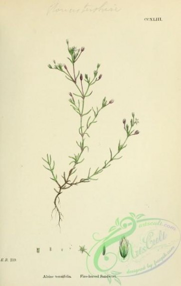 plants-26143 - Fine-leaved Sandwort, alsine tenuifolia [1791x2816]