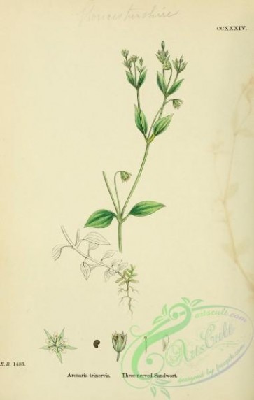 plants-26237 - Three-nerved Sandwort, arenaria trinervis [1791x2816]