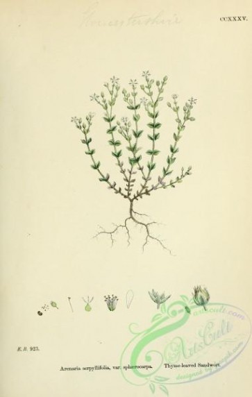 plants-26240 - Thyme-leaved Sandwort, arenaria serpyllifolia sphaerocarpa [1791x2816]