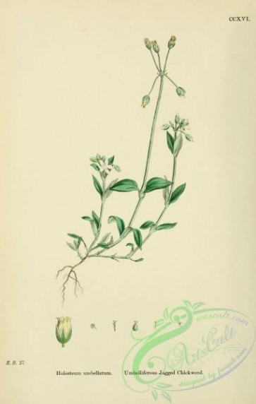 plants-26244 - Umbelliferous Jagged Chickweed, holosteum umbellatum [1791x2816]