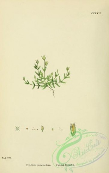plants-26246 - Upright Moenchia, cerastium quaternellum [1791x2816]