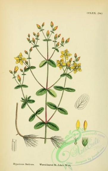 plants-26251 - Waved-leaved St John's Wort, hypericum boeticum [1791x2816]